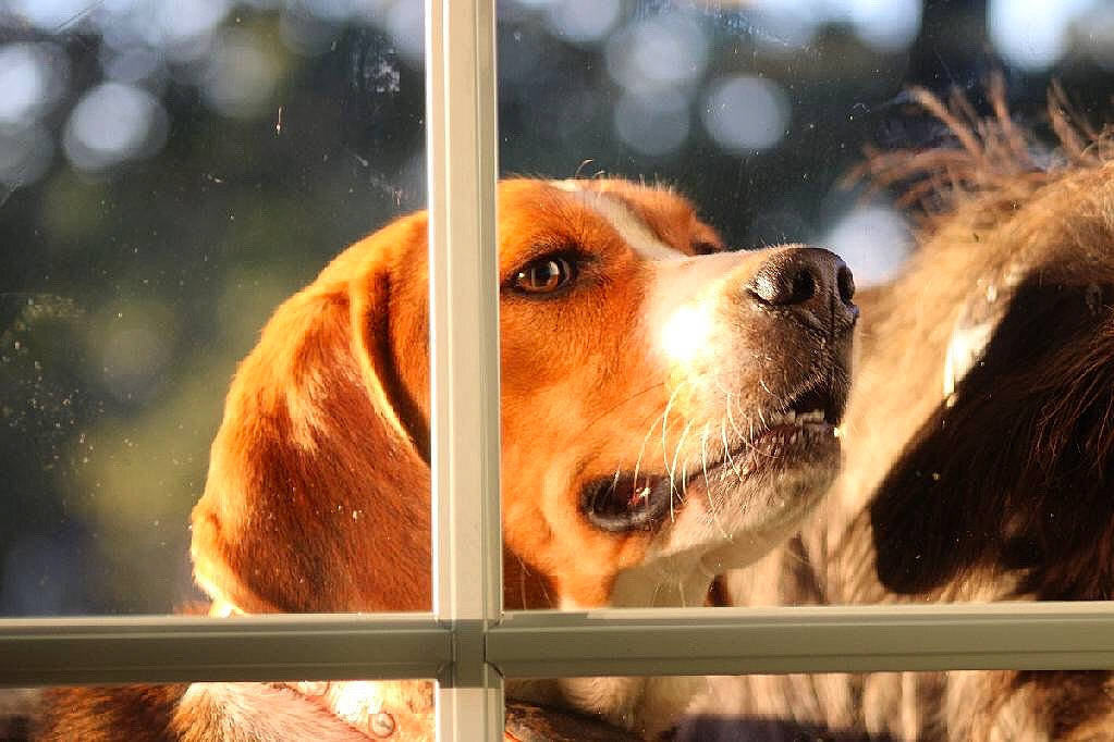 Rimmi joined the competition — help win amazing prizes! american_foxhound, animal_shelter, basset_artesien_normand, beagle, beagle_harrier, canidae, carnivore, companion_dog, dog, dog_breed, english_foxhound, grand_anglo_francais_tricolore, harrier, hound, mammal, nose, rare_breed_dog, snout, sporting_group, vertebrate