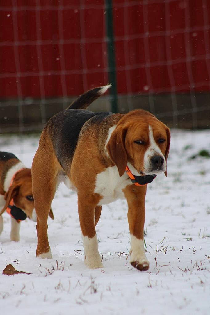 Rimmi joined the competition — help win amazing prizes! american_foxhound, basset_artesien_normand, beagle, beagle_harrier, canidae, carnivore, dog, dog_breed, drever, english_foxhound, estonian_hound, finnish_hound, hamiltonstovare, harrier, hound, mammal, posavac_hound, serbian_tricolour_hound, snout, vertebrate