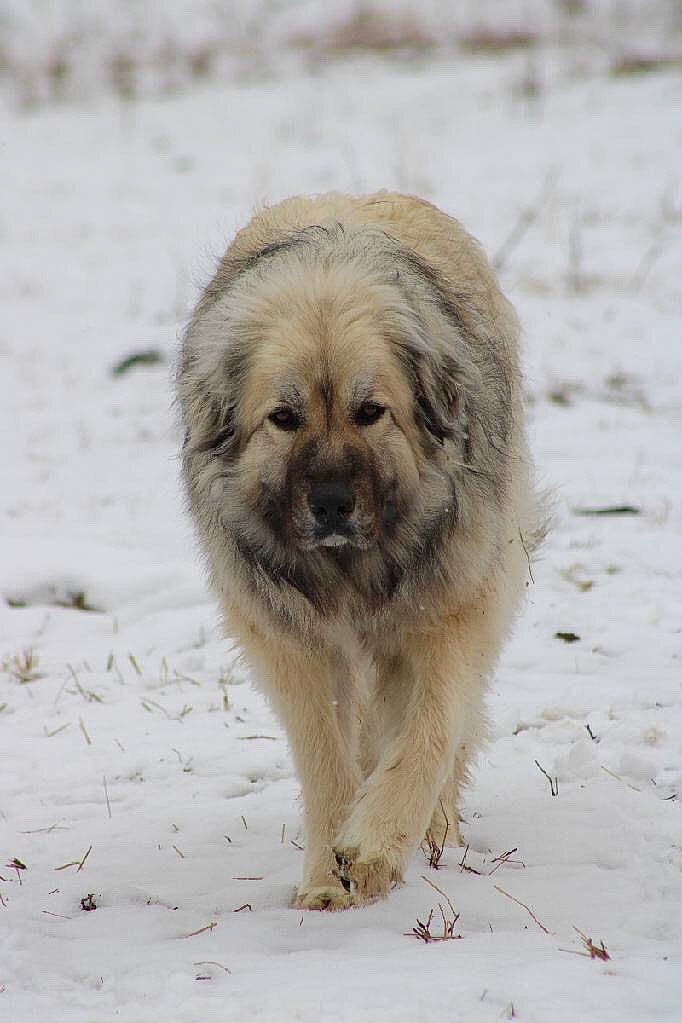 Katana joined the competition — help win amazing prizes! canidae, carnivore, catalan_sheepdog, caucasian_shepherd_dog, dog, dog_breed, fawn, fur, livestock_guardian_dog, mammal, pyrenean_shepherd, rare_breed_dog, snout, snow, sporting_group, vertebrate