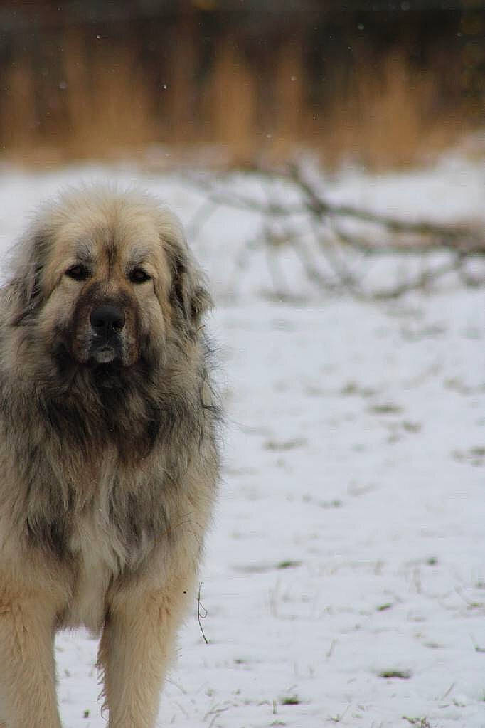 Katana joined the competition — help win amazing prizes! canidae, carnivore, carpathian_shepherd_dog, caucasian_shepherd_dog, dog, dog_breed, livestock_guardian_dog, mammal, pyrenean_shepherd, sarplaninac, snout, snow, vertebrate