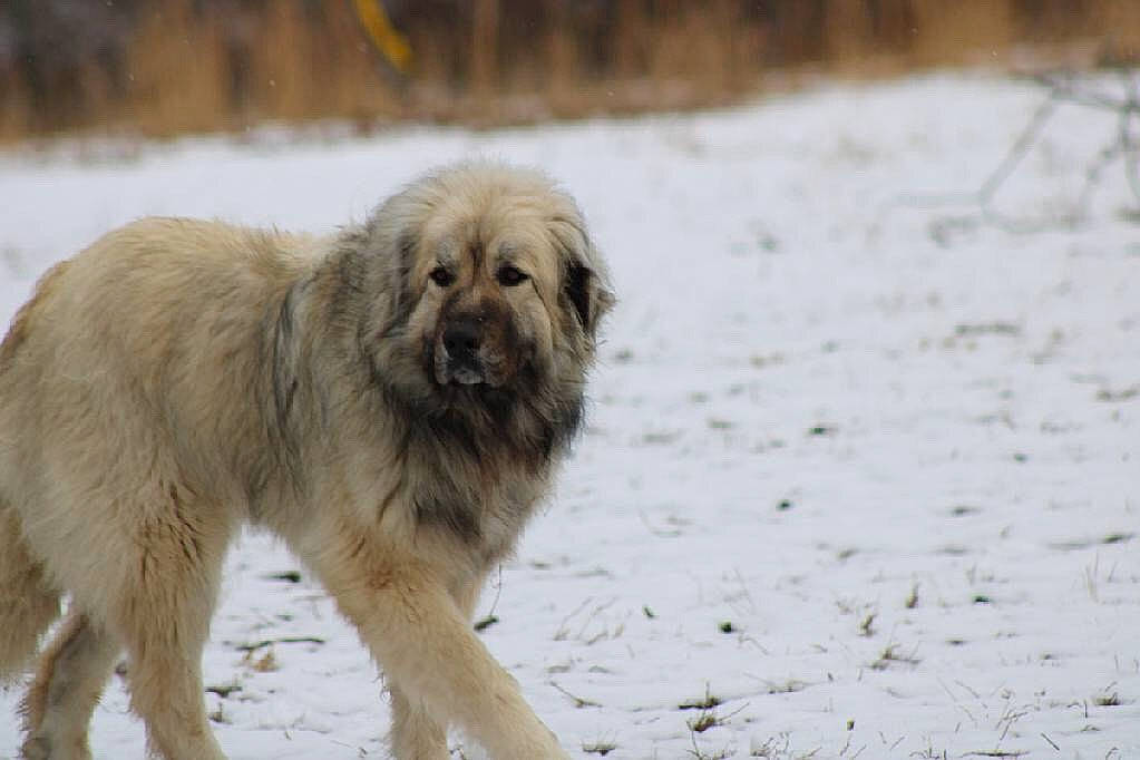 Katana is registered to the contest to win money with this photo: aidi, ancient_dog_breeds, canidae, carnivore, carpathian_shepherd_dog, caucasian_shepherd_dog, dog, dog_breed, estrela_mountain_dog, gaddi_kutta, livestock_guardian_dog, mammal, pyrenean_mastiff, pyrenean_shepherd, sarplaninac, snow, sporting_group, vertebrate