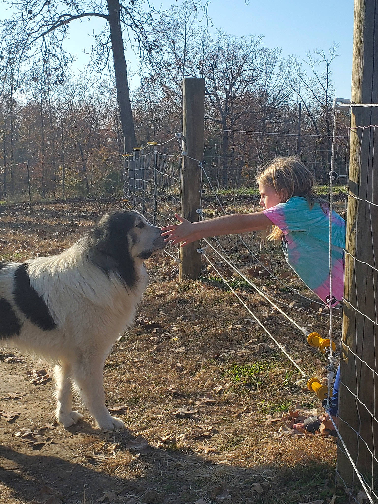 Barney joined the competition — help win amazing prizes! bucovina_shepherd_dog, canidae, carnivore, carpathian_shepherd_dog, dog, dog_breed, fence, karakachan_dog, landseer, livestock_guardian_dog, mammal, moscow_watchdog, pyrenean_mastiff, sporting_group, tornjak, vertebrate