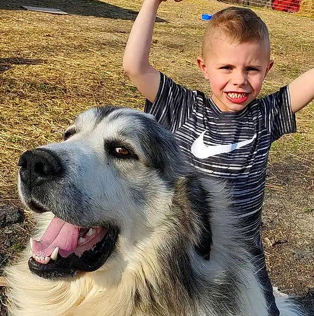 Barney joined the competition — help win amazing prizes! alaskan_malamute, ancient_dog_breeds, canidae, carnivore, central_asian_shepherd_dog, child, dog, dog_breed, fun, giant_dog_breed, happy, livestock_guardian_dog, mammal, nose, pyrenean_mastiff, siberian_husky, smile, sporting_group, vertebrate
