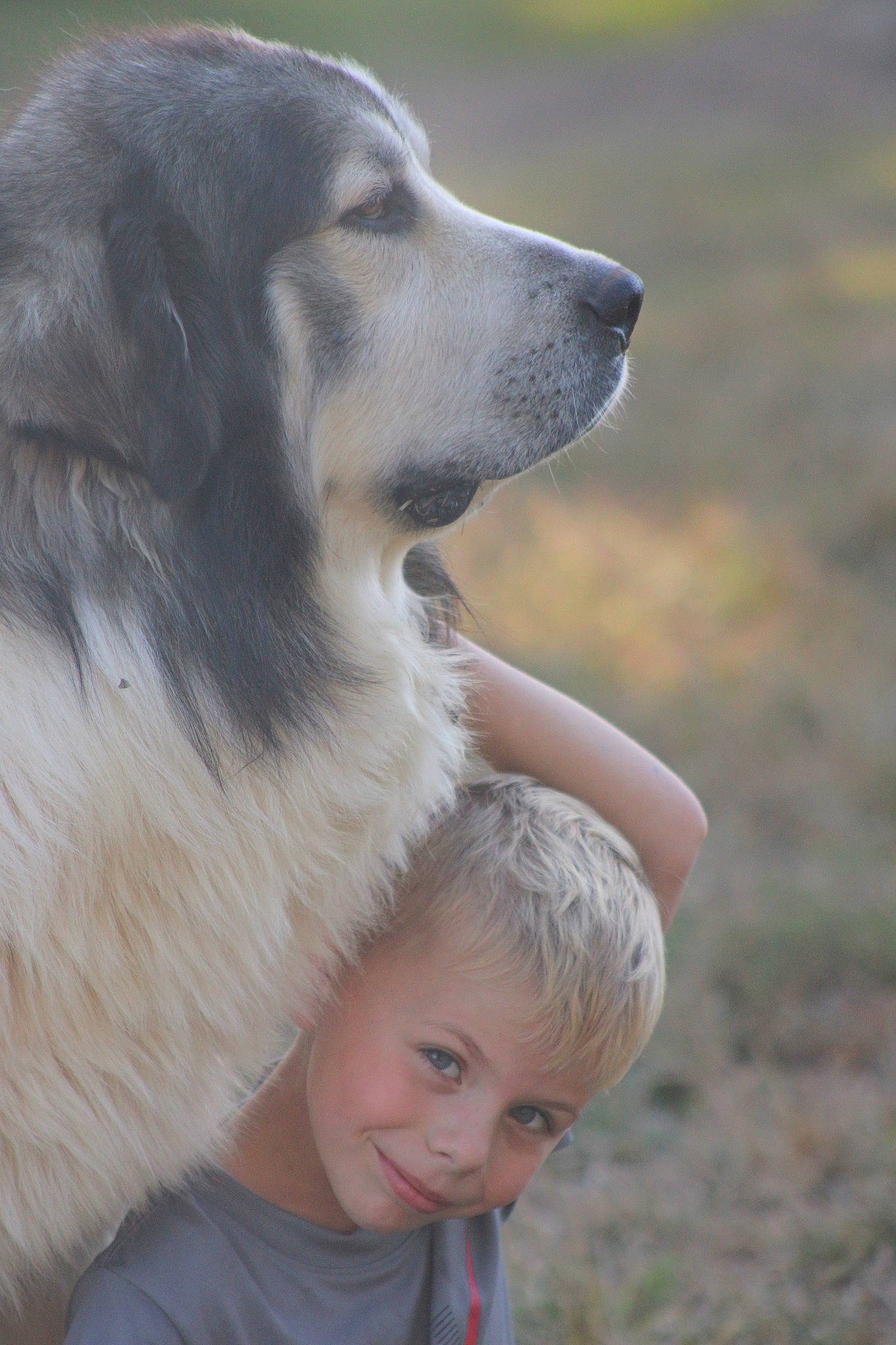 Barney joined the competition — help win amazing prizes! canidae, carnivore, companion_dog, dog, dog_breed, great_pyrenees, livestock_guardian_dog, mammal, pyrenean_mastiff, snout, sporting_group, vertebrate