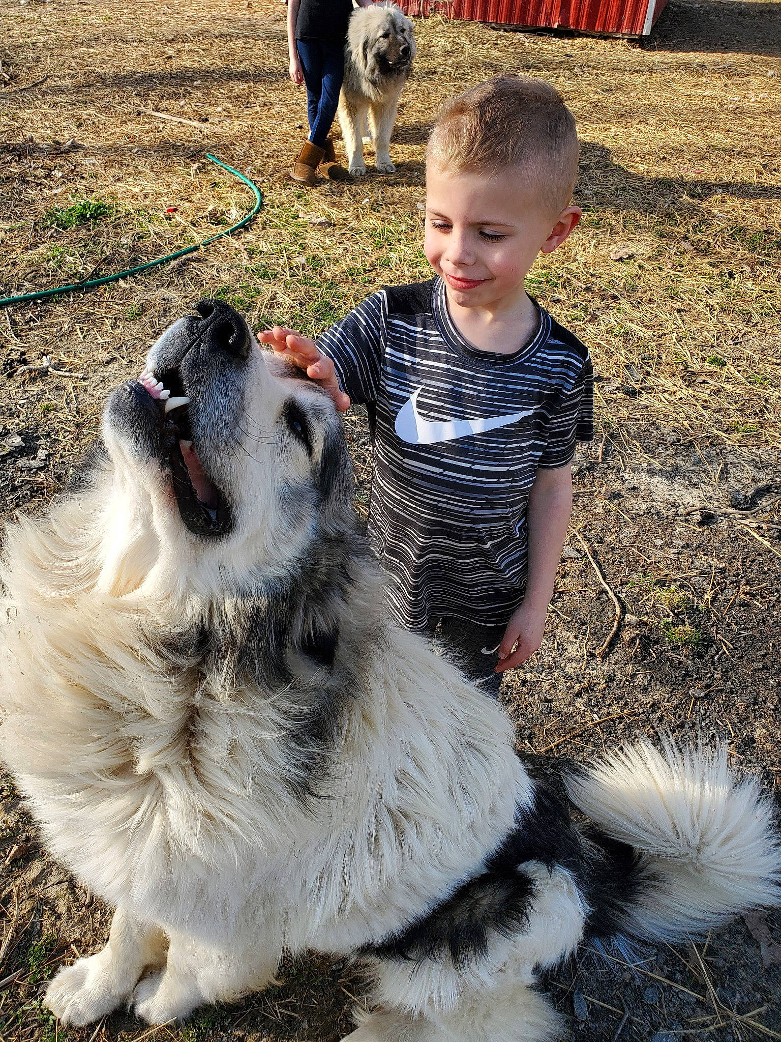 Barney is registered to the contest to win money with this photo: alaskan_malamute, bucovina_shepherd_dog, canidae, carnivore, companion_dog, dog, dog_breed, karakachan_dog, livestock_guardian_dog, mammal, pyrenean_mastiff, romanian_mioritic_shepherd_dog, sporting_group, vertebrate