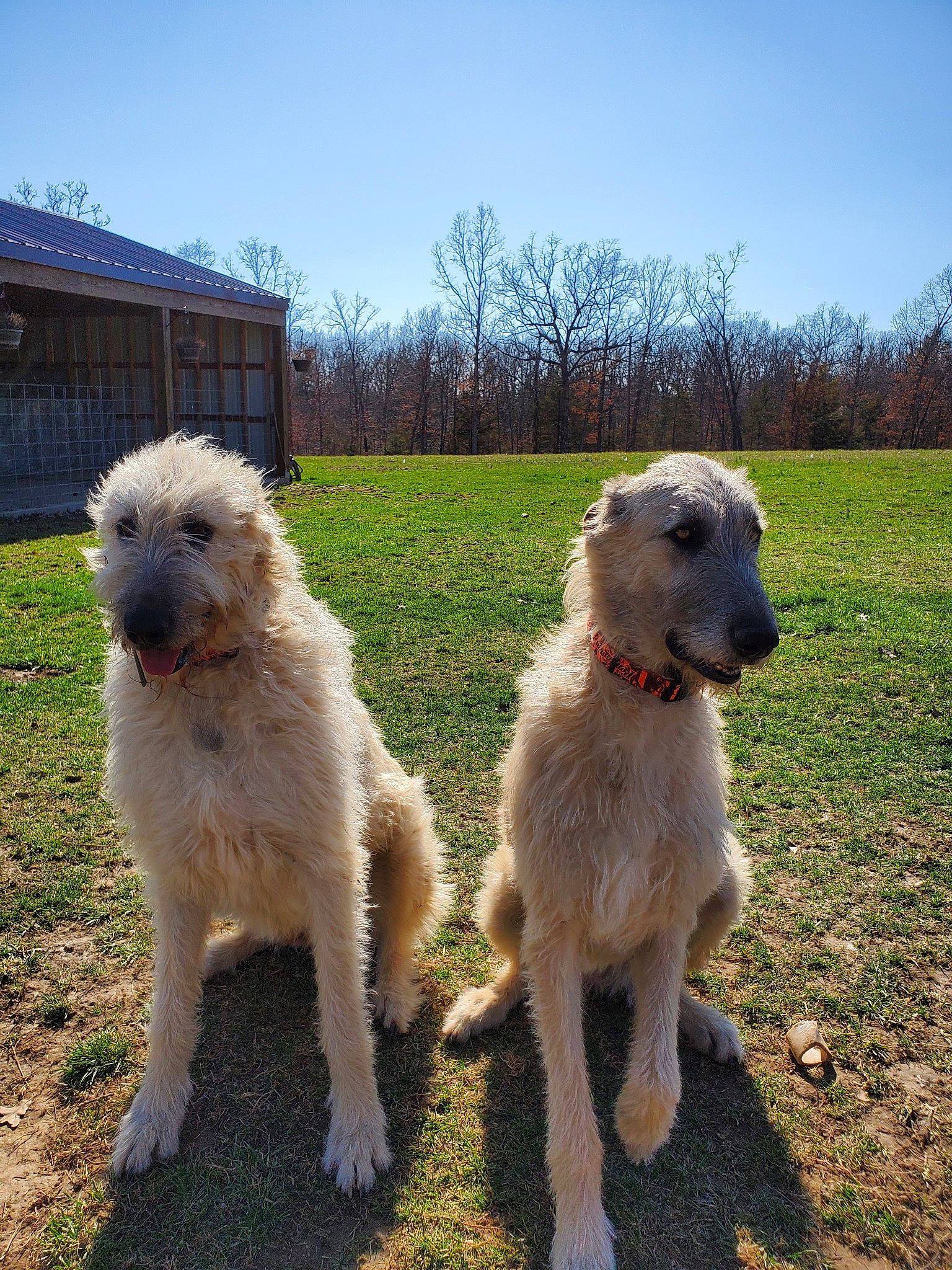 Jackie Blue is registered to the contest to win money with this photo: bouvier_des_ardennes, canidae, carnivore, dog, dog_breed, fawn, irish_wolfhound, livestock_guardian_dog, mammal, rare_breed_dog, sporting_group, vertebrate
