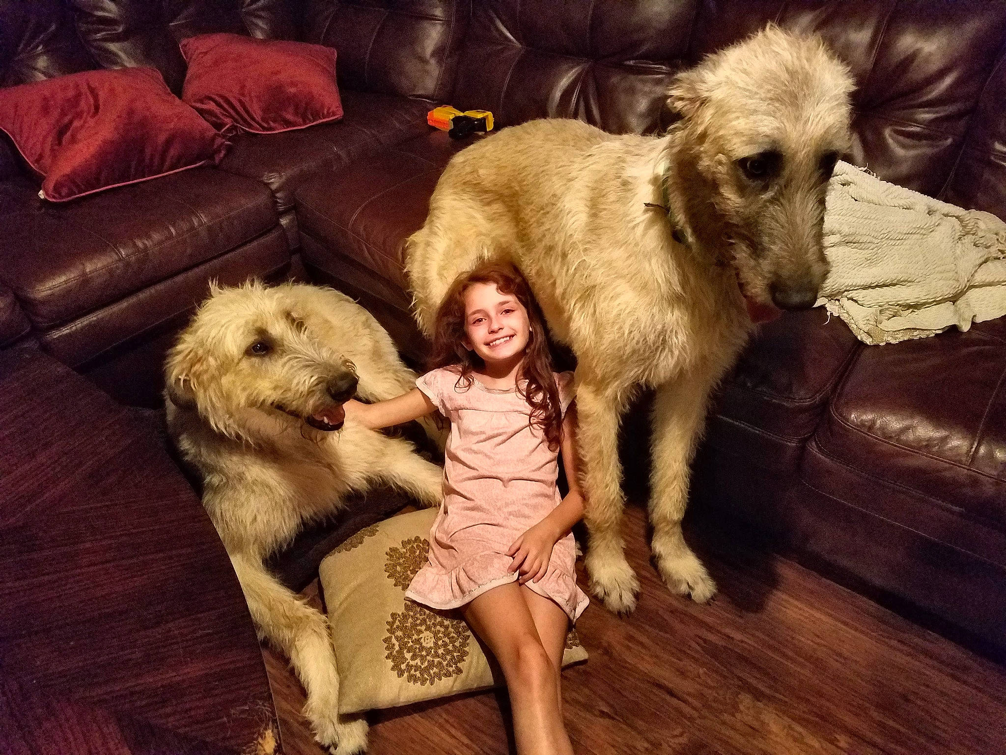 Jackie Blue is registered to the contest to win money with this photo: borzoi, canidae, carnivore, companion_dog, dog, dog_breed, fur, goldendoodle, irish_wolfhound, labradoodle, longhaired_whippet, lurcher, mammal, scottish_deerhound, silken_windhound, sporting_group, vertebrate