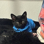 Shadow joined the competition — help win amazing prizes! cat, kitten, black_cat, blue_sweater, pet, indoor, cozy, fluffy, fur, cute, animal, resting, portrait, closeup, domestic_animal, soft_texture, warm, colorful_fabric, sitting, young