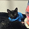 cat, kitten, black_cat, blue_sweater, pet, indoor, cozy, fluffy, fur, cute, animal, resting, portrait, closeup, domestic_animal, soft_texture, warm, colorful_fabric, sitting, young