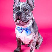 Arsène a rejoint le concours — aidez-le/la à gagner de superbes lots ! adorable, animal, blue_bow_tie, blue_eyes, canine, cute, dog, domestic_animal, ears_up, french_bulldog, friendly, isolated, looking_away, mammal, pet, pink_background, portrait, short_hair, sitting, studio_shot