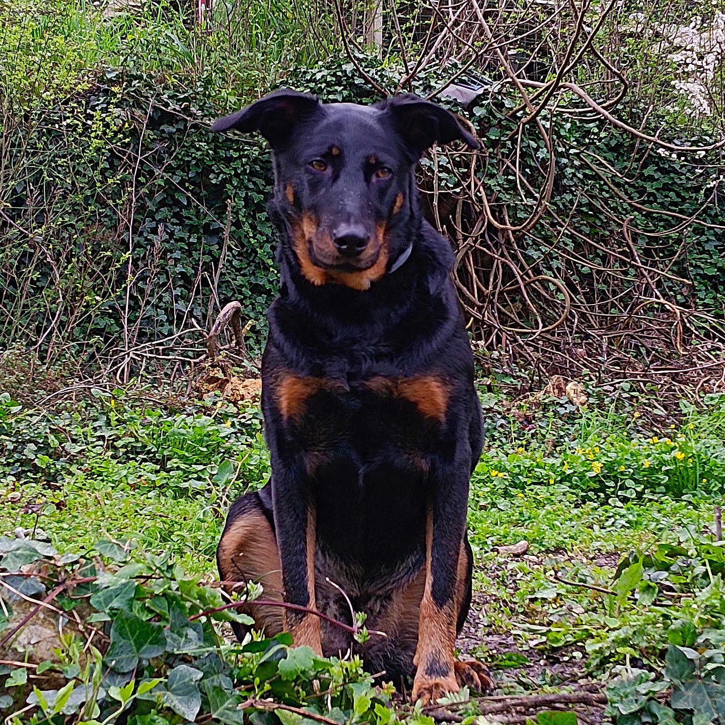 Arya a rejoint le concours — aidez-le/la à gagner de superbes lots ! animal, appenzeller, canine, dog, flower, germanshepherd, grass, hound, ivy, labradorretriever, land, leaf, nature, outdoors, pet, plant, puppy, rainforest, tree, vegetation