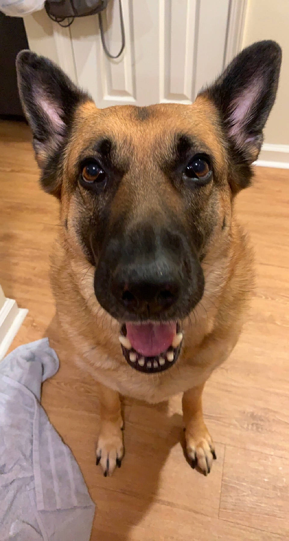 Isabella is registered to the contest to win money with this photo: belgian_shepherd_malinois, canidae, carnivore, collar, companion_dog, dog, dog_breed, ear, east_european_shepherd, fawn, fur, german_shepherd_dog, head, herding_dog, jaw, old_german_shepherd_dog, snout, sporting_group, whiskers, working_animal