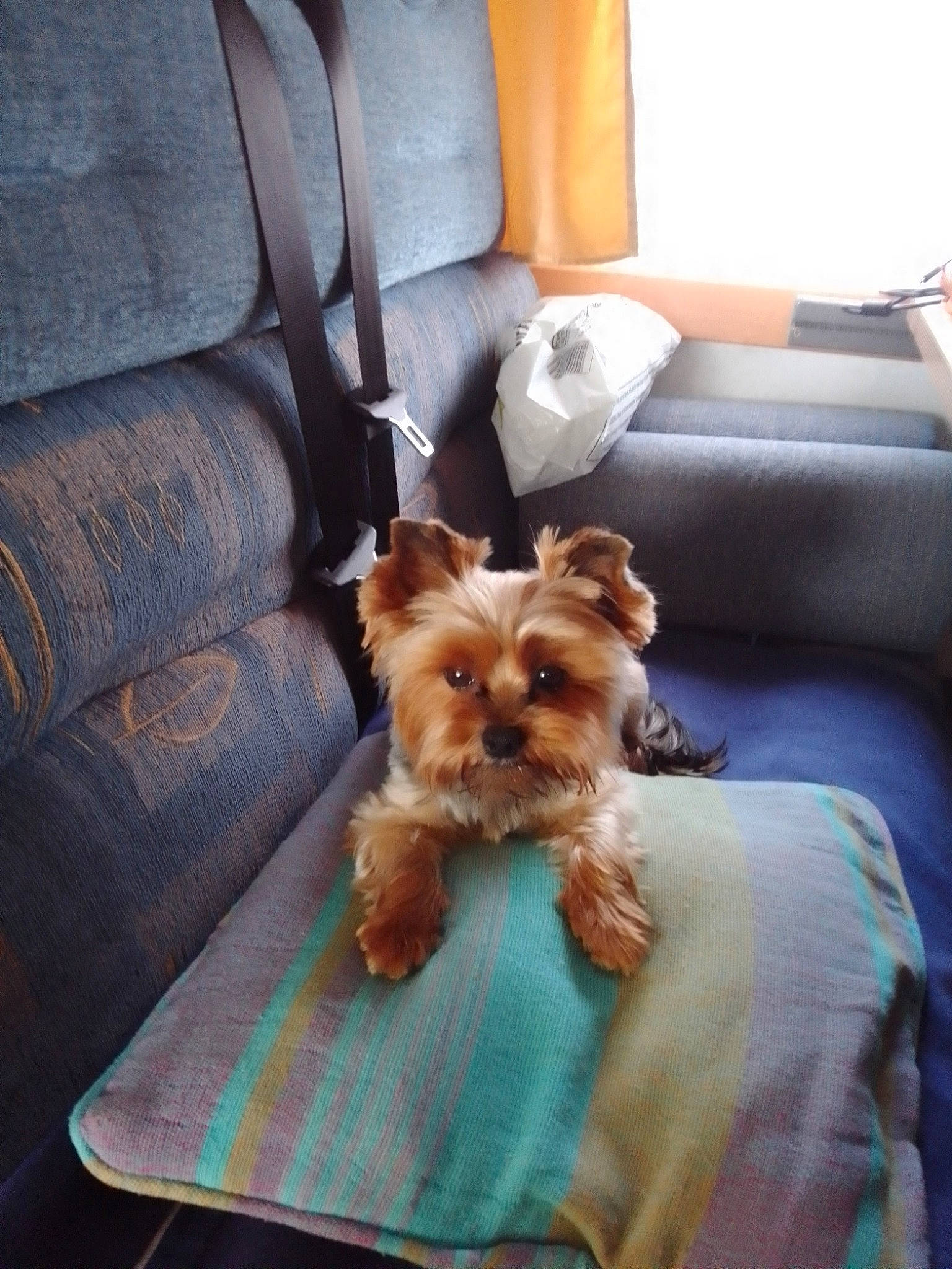 June a rejoint le concours — aidez-le/la à gagner de superbes lots ! canidae, carnivore, chair, comfort, companion_dog, couch, dog, dog_breed, dog_supply, fawn, liver, pet_supply, small_terrier, sporting_group, terrier, toy_dog, whiskers, working_animal, yorkipoo, yorkshire_terrier