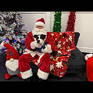 Buddy is registered to the contest to win money with this photo: beard, black_and_white_dog, christmas_tree, couch, dog, festive, gloves, gnome_plush, green_garland, hat, holiday_decor, indoor, lights, red_blanket, red_garland, santa_claus, seated, smile, white_wall, winter
