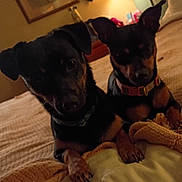 Diamond And King is registered to the contest to win money with this photo: dog, pets, bed, blanket, indoor, animal, canine, fur, collar, resting, cute, looking, brown, black, paws, cozy, home, domestic, two, companions