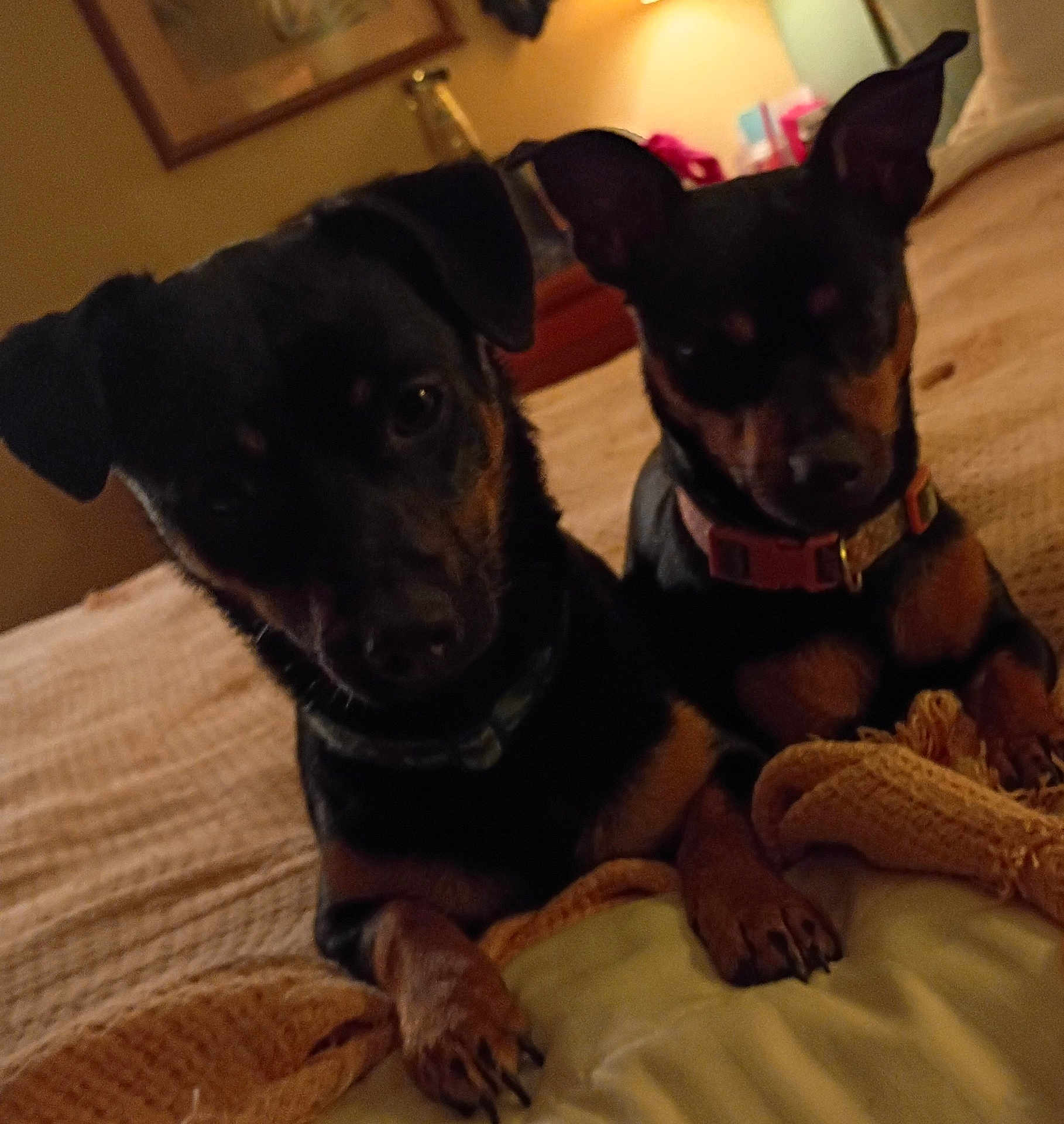 Diamond And King is registered to the contest to win money with this photo: dog, pets, bed, blanket, indoor, animal, canine, fur, collar, resting, cute, looking, brown, black, paws, cozy, home, domestic, two, companions