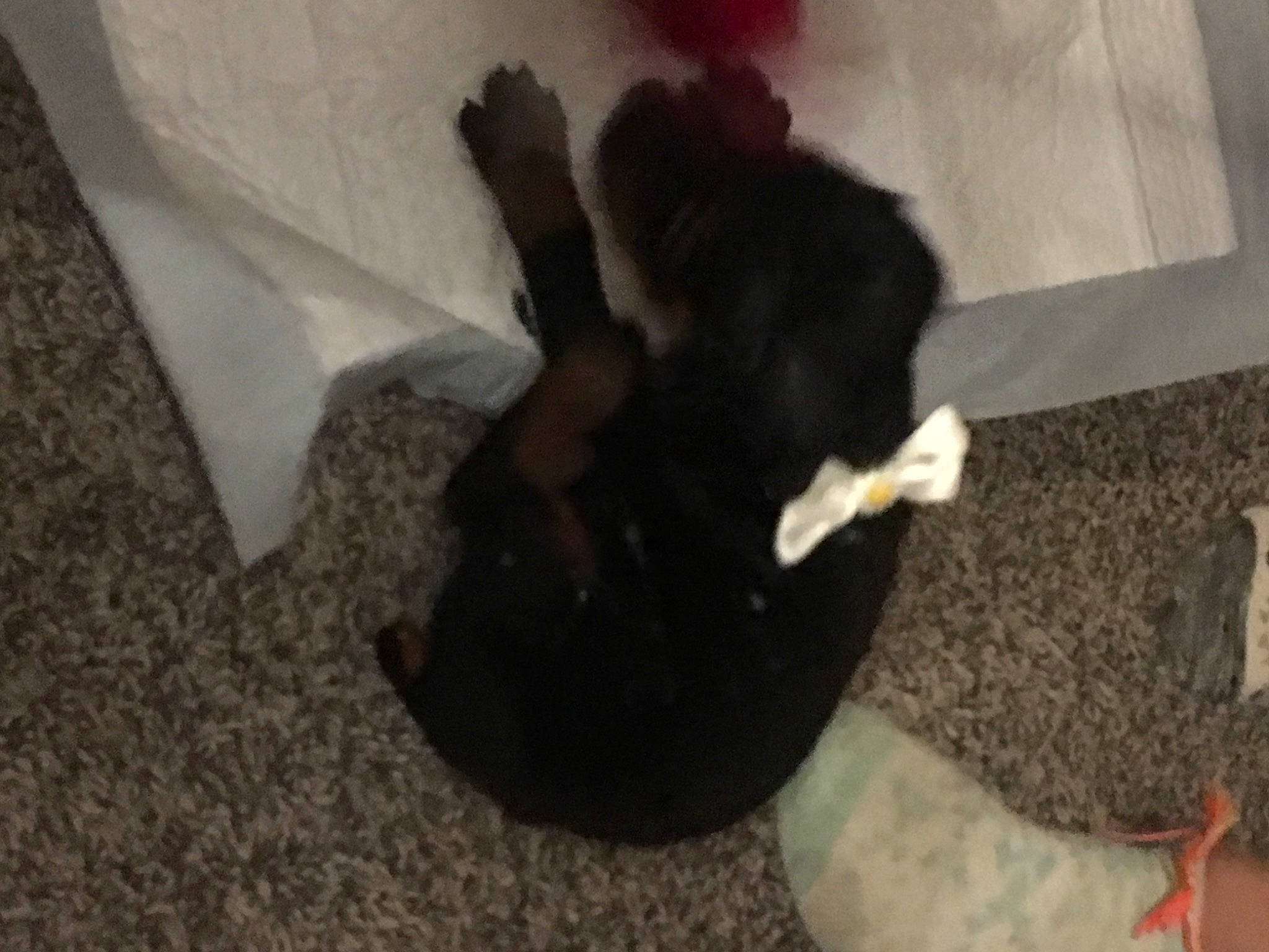 Baby Ella joined the competition — help win amazing prizes! black_cat, bombay, carnivore, cat, comfort, companion_dog, dog_breed, fawn, felidae, floor, flooring, fur, gesture, human_leg, linens, small_to_medium_sized_cats, tail, terrestrial_animal, whiskers, wood