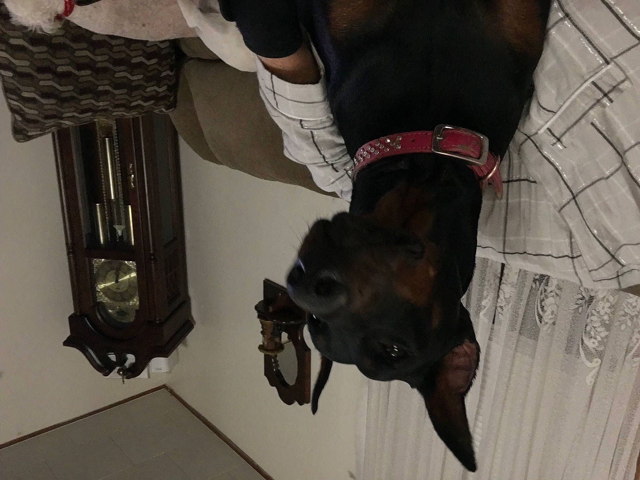 Baby Ella is registered to the contest to win money with this photo: canidae, carnivore, companion_dog, dog, dog_breed, fawn, flooring, fur, guard_dog, hardwood, human_leg, liver, pet_supply, room, sleeve, snout, sporting_group, tail, wood, working_animal