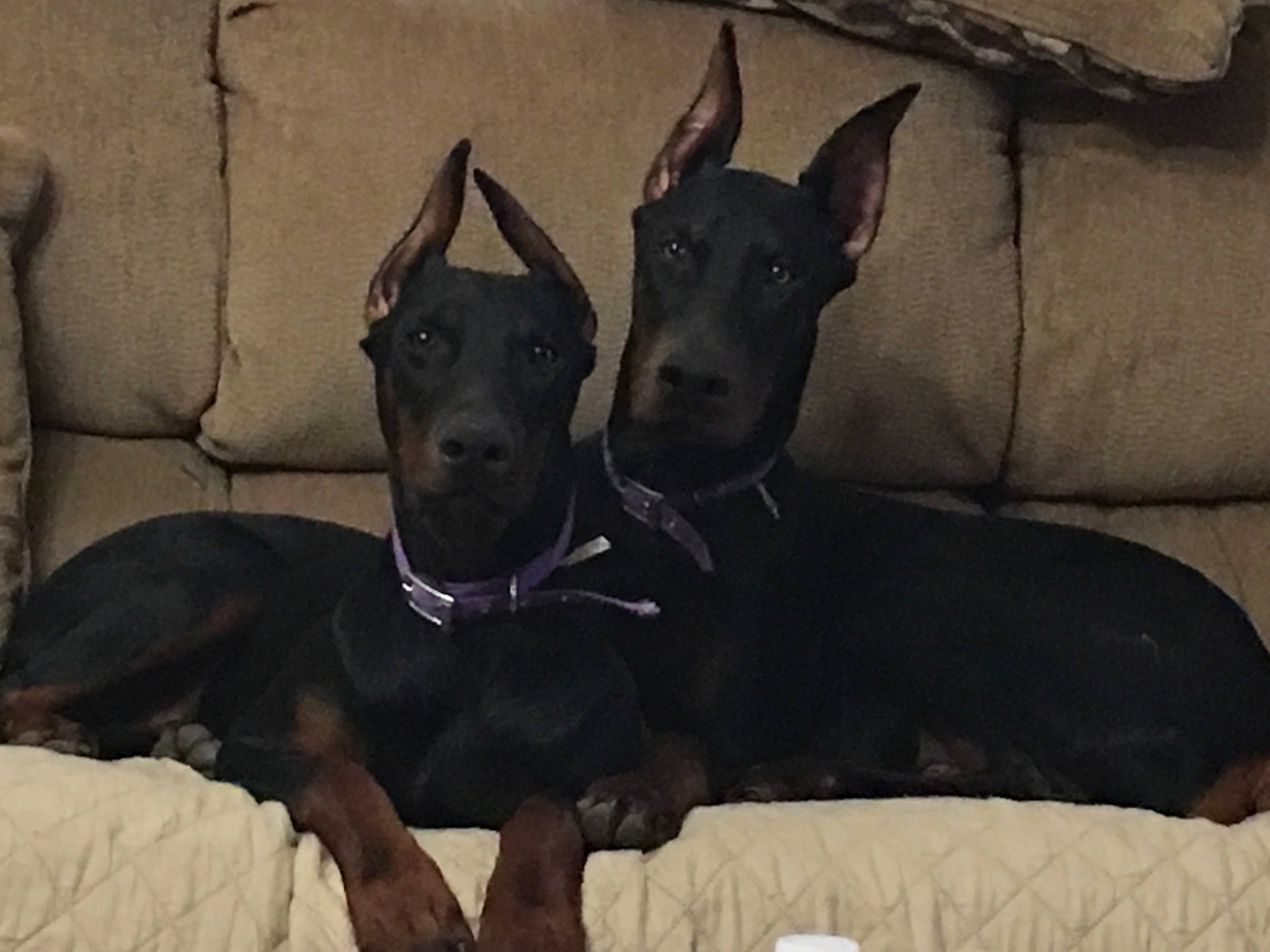 Baby Ella is registered to the contest to win money with this photo: ancient_dog_breeds, canidae, carnivore, comfort, companion_dog, dobermann, dog, dog_breed, fawn, grey, guard_dog, non_sporting_group, snout, sporting_group, terrestrial_animal, toy_dog, whiskers, working_animal, working_dog