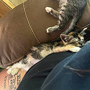 Marley joined the competition — help win amazing prizes! kitten, kittens, cat, cats, sleeping, sleepy, couch, sofa, fur, calico, tabby, black_and_white, pet, cute, cozy, indoor, relaxing, cuddling, tattoo, person