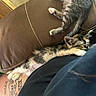 kitten, kittens, cat, cats, sleeping, sleepy, couch, sofa, fur, calico, tabby, black_and_white, pet, cute, cozy, indoor, relaxing, cuddling, tattoo, person