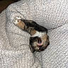 Marley joined the competition — help win amazing prizes! cat, kitten, calico, pet, animal, sleeping, upside_down, lying_down, paw, whiskers, fur, tricolor, cute, cozy, blanket, indoor, closeup, portrait, relaxed, adorable