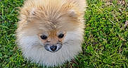 Apple a rejoint le concours — aidez-le/la à gagner de superbes lots ! adorable, animal, canine, companion, cute, dog, eyes, fluffy, fur, grass, greenery, mammal, nature, nose, outdoor, pet, playful, pomeranian, portrait, small_dog