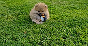 Apple a rejoint le concours — aidez-le/la à gagner de superbes lots ! puppy, dog, pomeranian, grass, toy, penguin, cute, fluffy, outdoor, pet, animal, nature, green, playful, small, fur, young, chewing, sitting, adorable