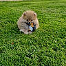 puppy, dog, pomeranian, grass, toy, penguin, cute, fluffy, outdoor, pet, animal, nature, green, playful, small, fur, young, chewing, sitting, adorable