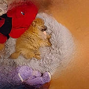 Apple a rejoint le concours — aidez-le/la à gagner de superbes lots ! dog, puppy, sleeping, fluffy, bed, furry_bed, plush_toy, red_toy, purple_toy, cozy, indoor, resting, cute, small_dog, pet, animal, relaxation, soft_texture, comfort, warm