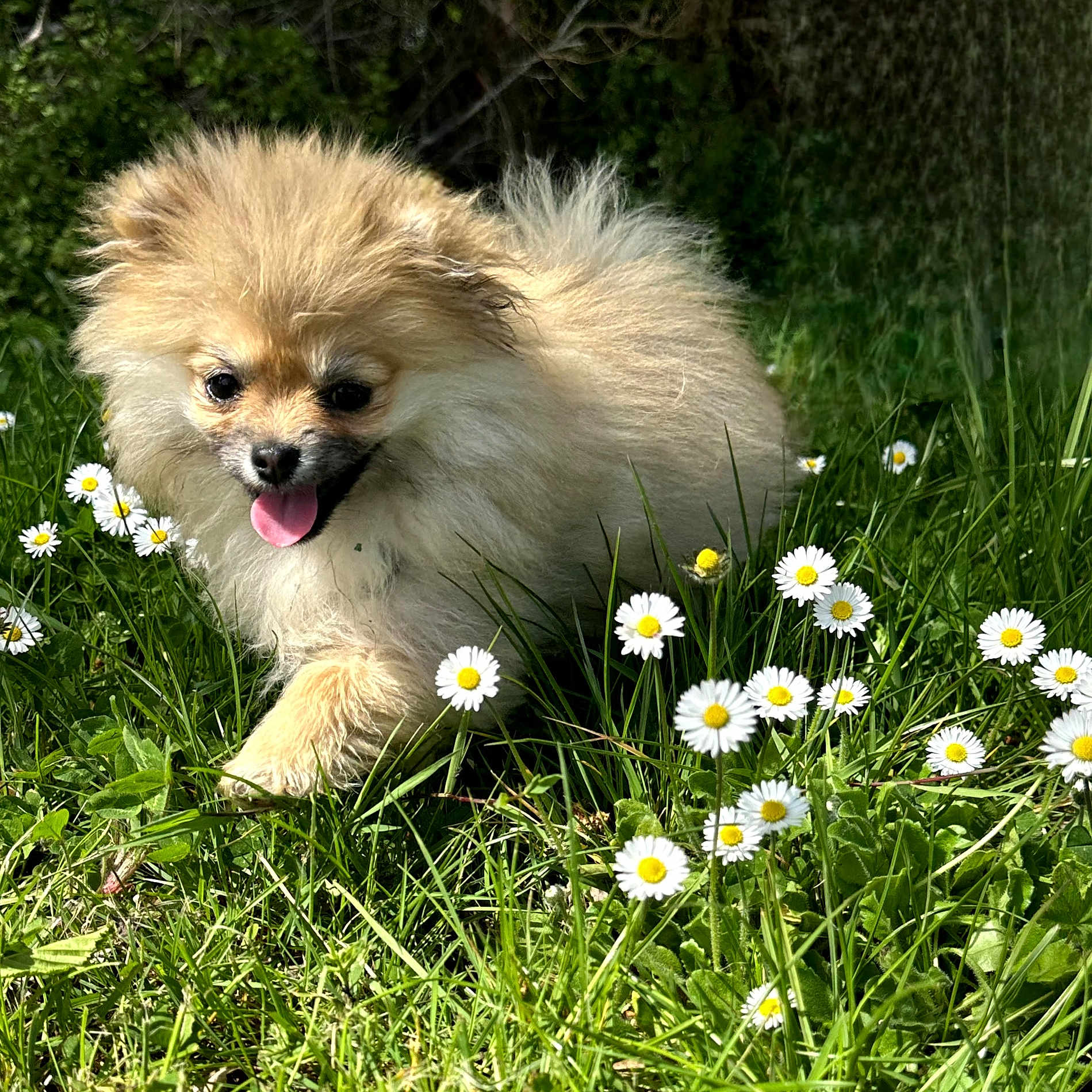 Apple participe au concours pour gagner de l'argent avec cette photo : dog, puppy, pomeranian, fluffy, grass, daisies, flowers, outdoor, sunlight, nature, playful, tongue_out, cute, animal, pet, greenery, spring, small_dog, happy, walking