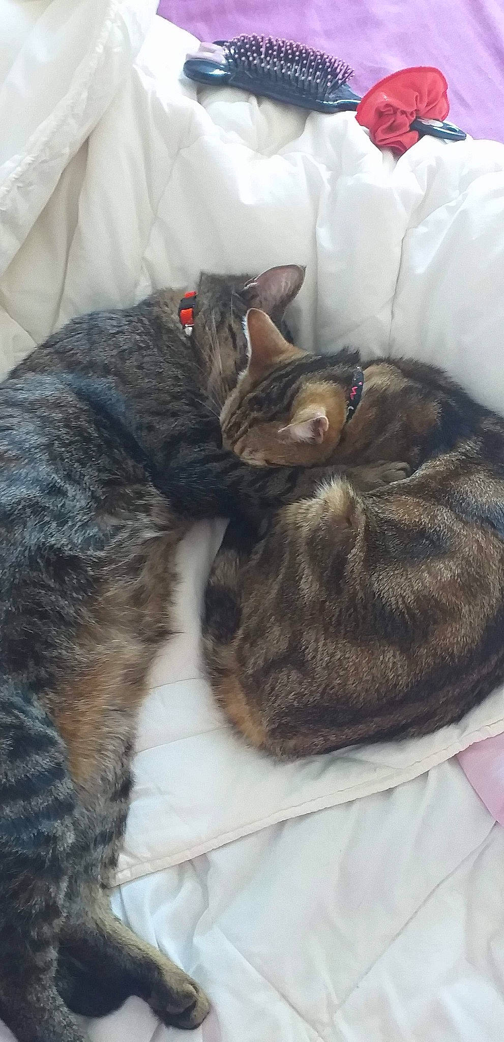 Arlo a rejoint le concours — aidez-le/la à gagner de superbes lots ! canidae, carnivore, cat, dog_breed, domestic_short_haired_cat, european_shorthair, felidae, fur, german_rex, nap, sleep, small_to_medium_sized_cats, snout, sporting_group, tabby_cat, whiskers