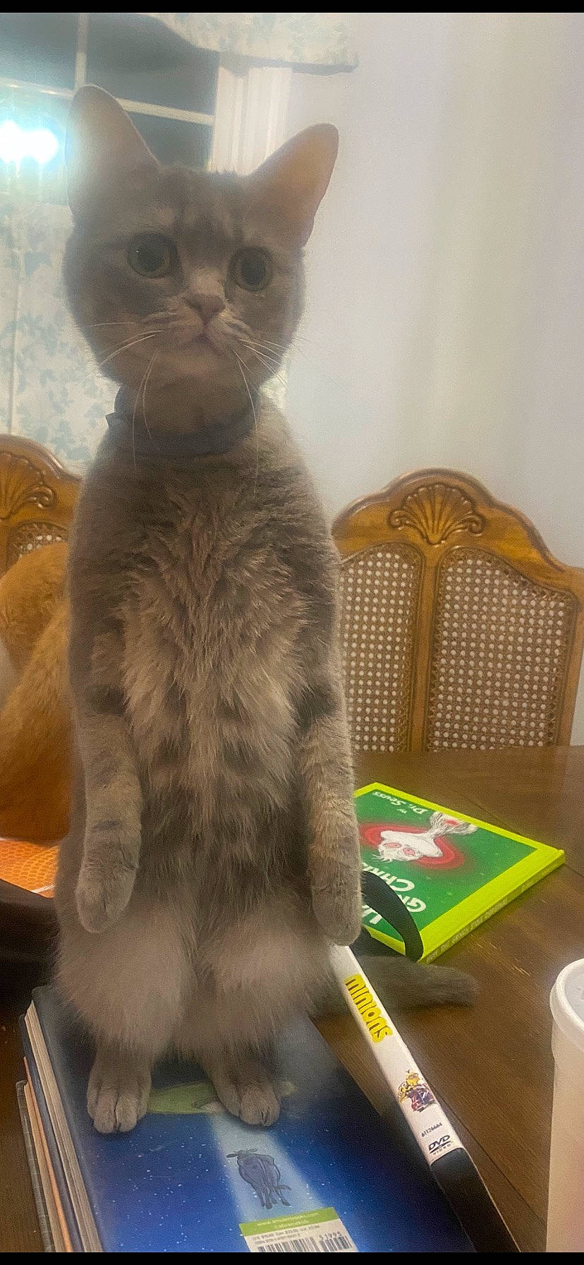 Aria joined the competition — help win amazing prizes! birman, carnivore, cat, cat_supply, chair, comfort, domestic_short_haired_cat, event, fawn, felidae, fur, room, small_to_medium_sized_cats, tail, terrestrial_animal, tonkinese, whiskers