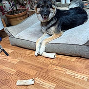 Sweetie is registered to the contest to win money with this photo: animal, bone, candle, comfort, cushion, dog, dog_bed, ears, fur, german_shepherd, happy, home, indoor, living_room, pet, plant, potted_plant, relaxing, smiling, wooden_floor