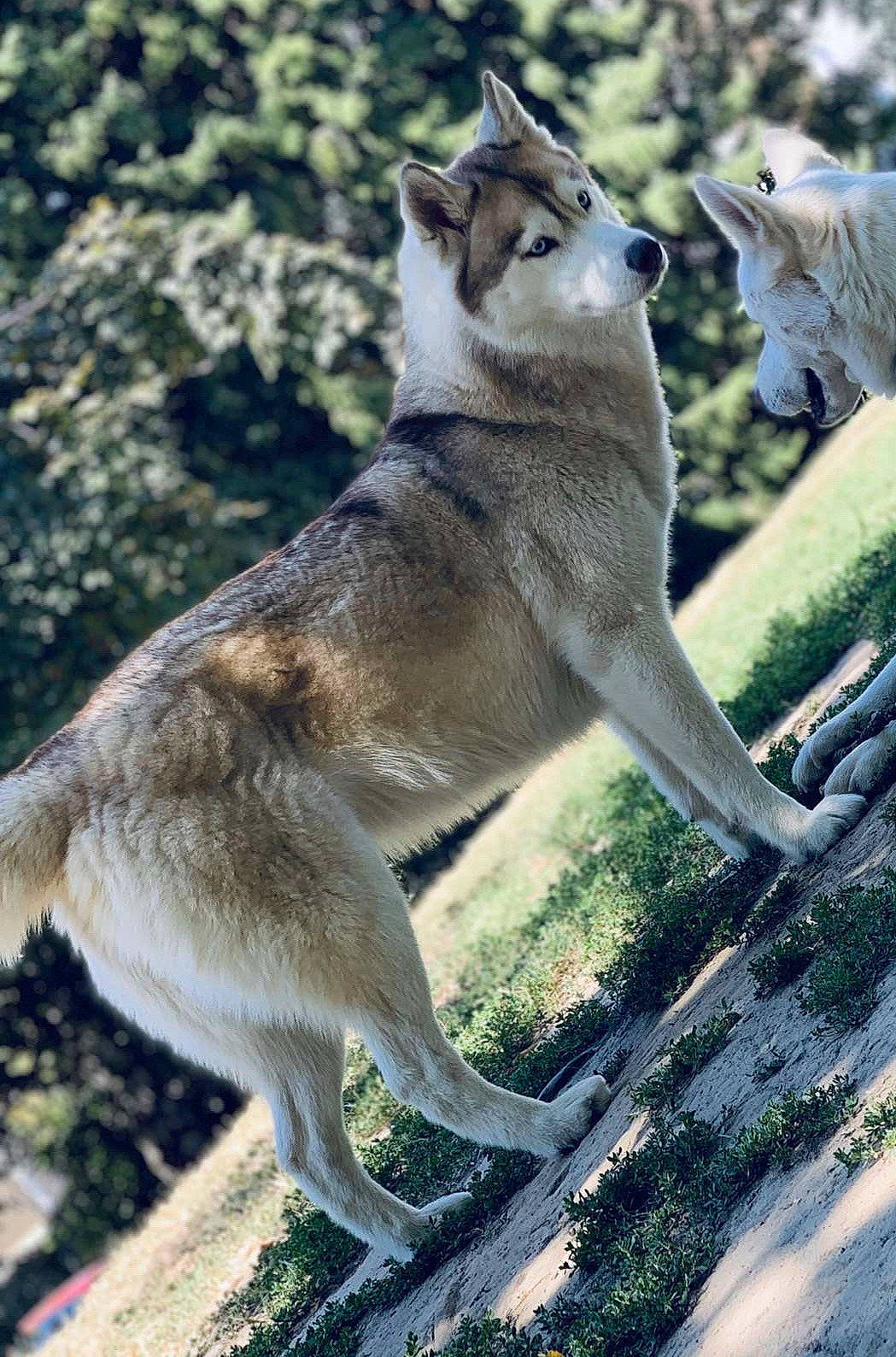 Isaline a rejoint le concours — aidez-le/la à gagner de superbes lots ! dog_breed, fawn, fur, plant, snout, tail, terrestrial_animal, wildlife, zoo