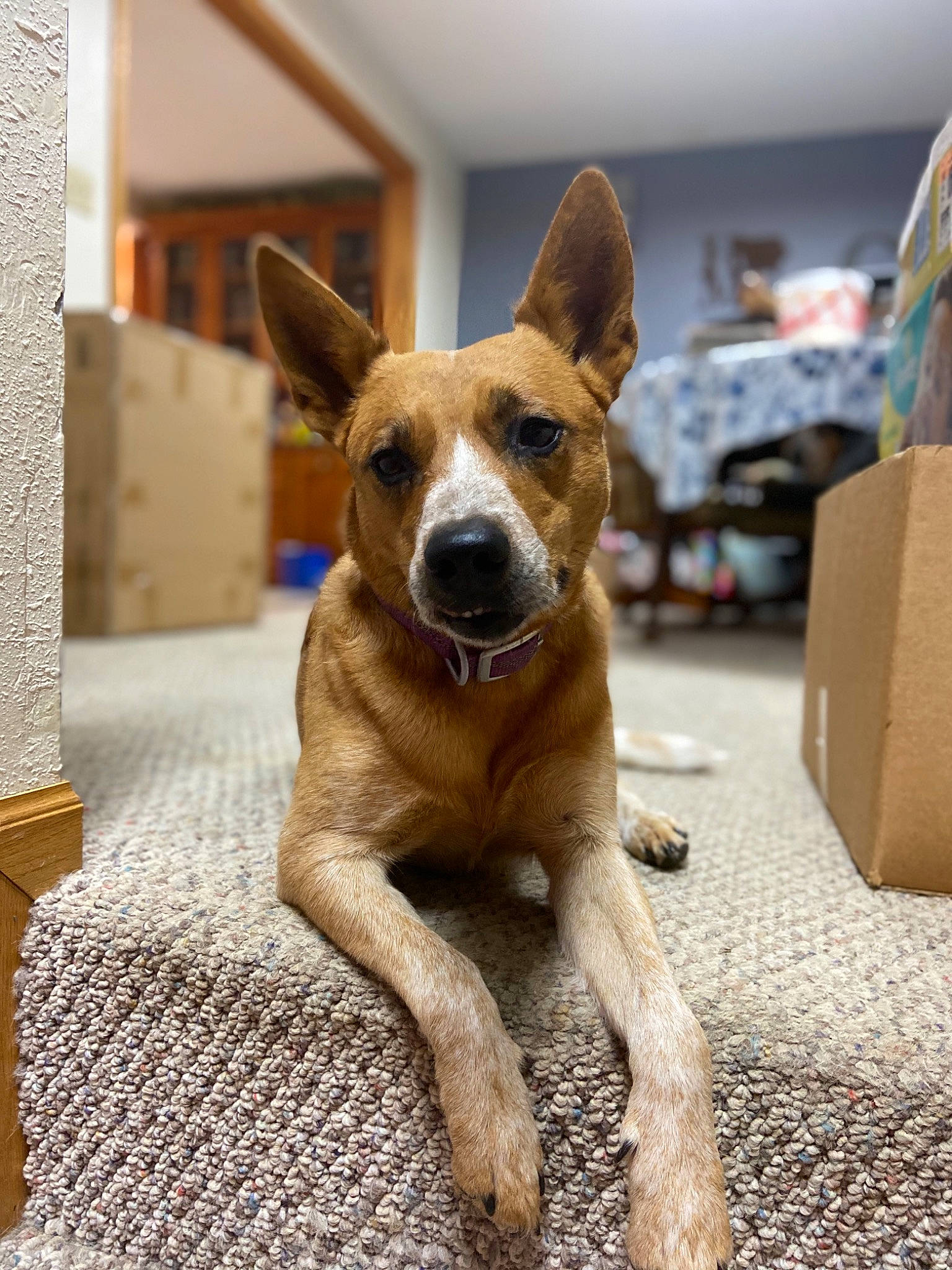 Kiah joined the competition — help win amazing prizes! aspin, australian_cattle_dog, canidae, carnivore, carolina_dog, companion_dog, dog, dog_breed, fawn, formosan_mountain_dog, mammal, pariah_dog, potcake_dog, rare_breed_dog, snout, street_dog, vertebrate, working_dog