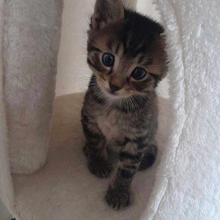 Milo a rejoint le concours — aidez-le/la à gagner de superbes lots ! animal, cat, cat_tree, cozy, cuddly, curious, cute, ears, eyes, feline, fur, indoor, kitten, pet, playful, small, soft, tabby, whiskers, young