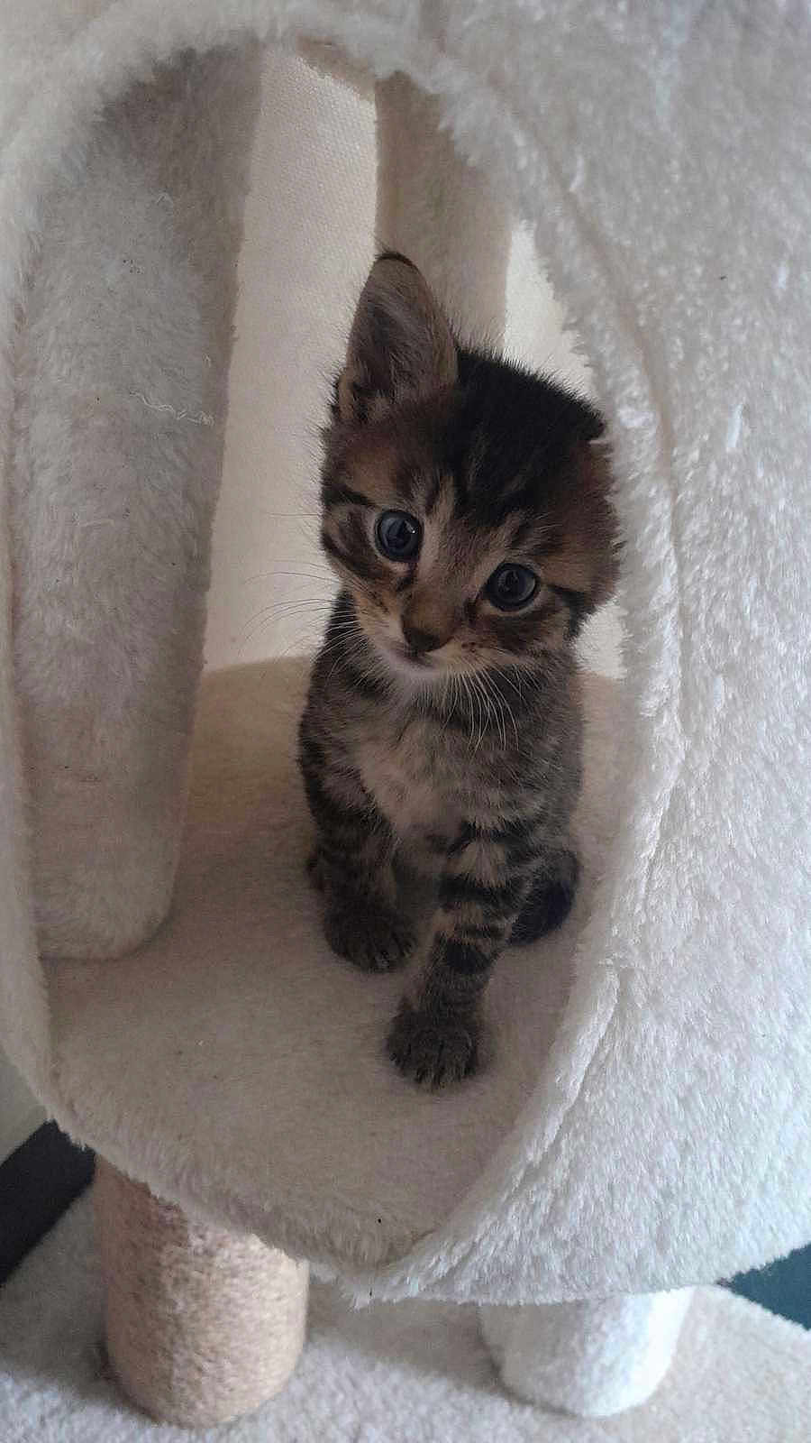 Milo a rejoint le concours — aidez-le/la à gagner de superbes lots ! kitten, tabby, cat, pet, cute, animal, feline, young, indoor, cozy, soft, fur, whiskers, ears, eyes, cat_tree, playful, curious, small, cuddly