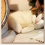 Callie is registered to the contest to win money with this photo: cat, calendar, flower, scale, pet, indoor, yellow_flower, text_overlay, home_decor, feline, resting, cover_photo, 2027, vintage_scale, cute_pet, table, white_cat, brown_and_white, promotion, cozy