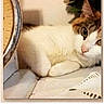 cat, calendar, flower, scale, pet, indoor, yellow_flower, text_overlay, home_decor, feline, resting, cover_photo, 2027, vintage_scale, cute_pet, table, white_cat, brown_and_white, promotion, cozy
