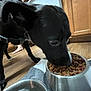 dog, black_dog, pet, feeding, food_bowl, kibble, collar, floor, wooden_floor, kitchen, cabinet, towel, indoor, animal, canine, water_bowl, close_up, domestic, household, paw
