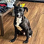dog, black_dog, white_fur, sitting, wooden_floor, indoor, furniture, coffee_table, clothes, couch, pet, animal, flooring, ears, fur, domestic, household, canine, looking, floor