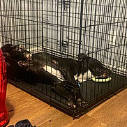 Tucker is registered to the contest to win money with this photo: dog, crate, cage, black_and_white, floor, wooden_floor, wall, pet, relaxing, lying_down, indoor, metal_bars, toy, collar, resting, home, living_space, animal, fur, paw