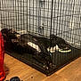 dog, crate, cage, black_and_white, floor, wooden_floor, wall, pet, relaxing, lying_down, indoor, metal_bars, toy, collar, resting, home, living_space, animal, fur, paw