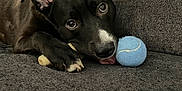 Tucker is registered to the contest to win money with this photo: dog, black_dog, tennis_ball, bone, couch, pet, playful, tongue_out, indoor, cozy, canine, fur, animal, resting, looking, close_up, cute, companion, domestic_animal, relaxing