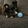 dog, black_dog, tennis_ball, bone, couch, pet, playful, tongue_out, indoor, cozy, canine, fur, animal, resting, looking, close_up, cute, companion, domestic_animal, relaxing