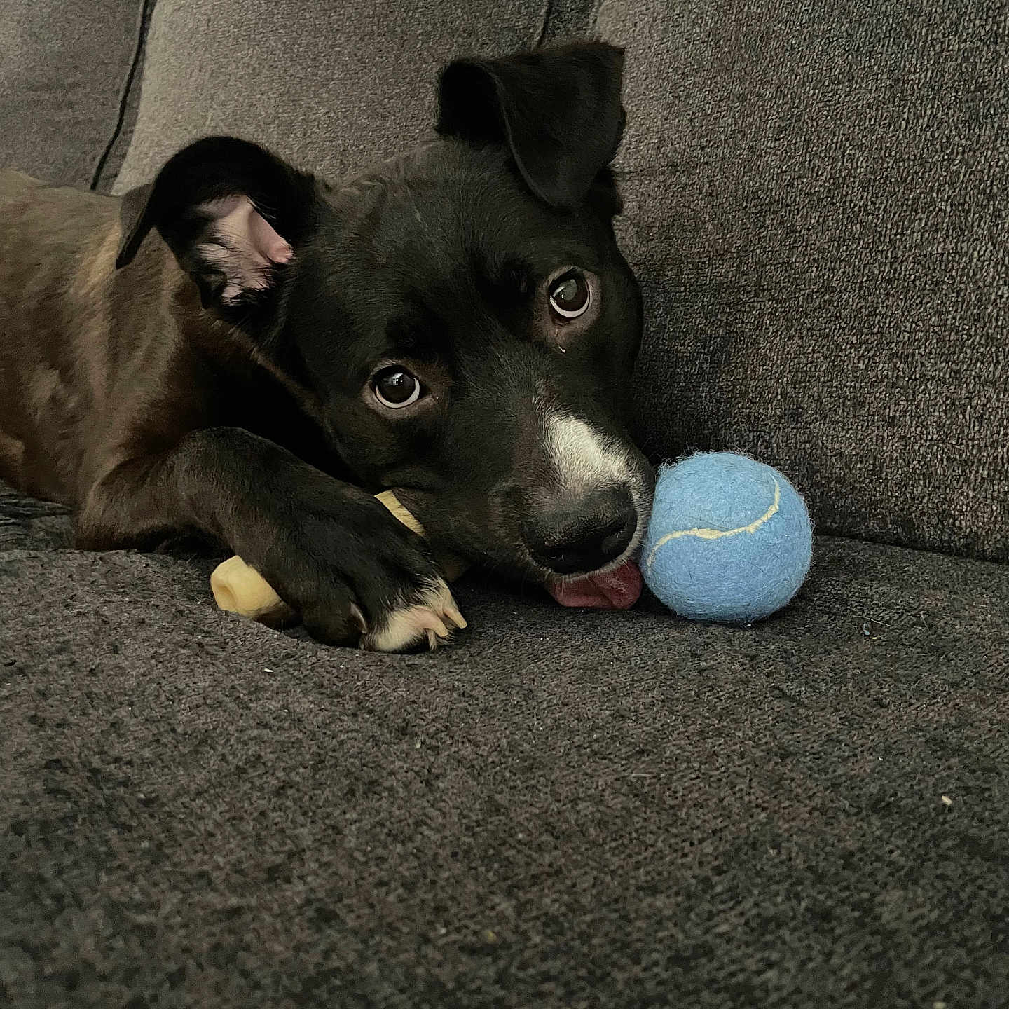 Tucker is registered to the contest to win money with this photo: animal, black_dog, bone, canine, close_up, companion, couch, cozy, cute, dog, domestic_animal, fur, indoor, looking, pet, playful, relaxing, resting, tennis_ball, tongue_out