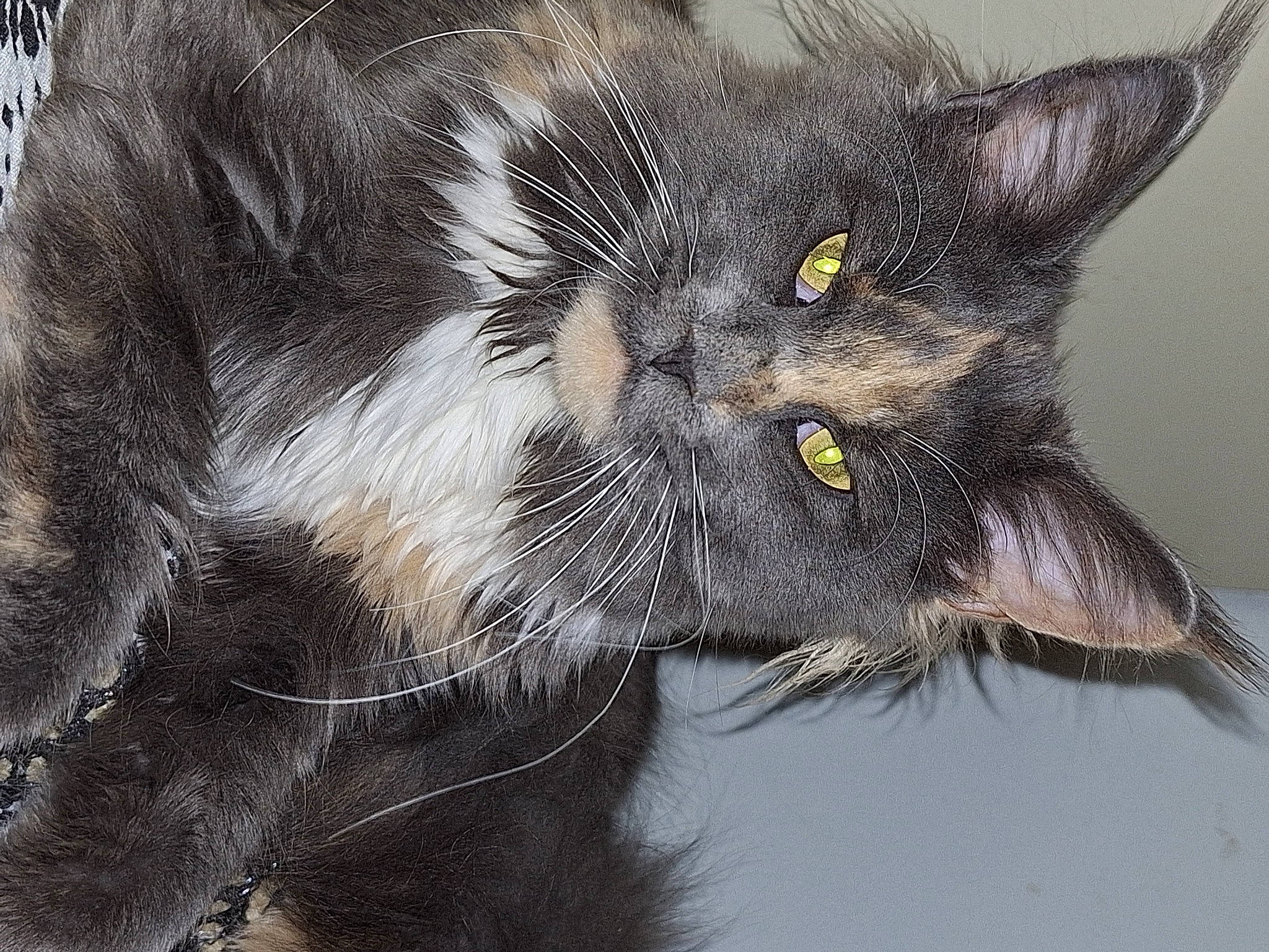 Kokie participe au concours pour gagner de l'argent avec cette photo : black_cat, bombay, carnivore, cat, claw, close_up, domestic_short_haired_cat, ear, felidae, fur, paw, small_to_medium_sized_cats, tail, terrestrial_animal, whiskers, wildlife