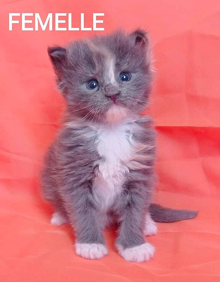 Kokie a rejoint le concours — aidez-le/la à gagner de superbes lots ! carnivore, cat, claw, domestic_short_haired_cat, electric_blue, fawn, felidae, fur, paw, photo_caption, small_to_medium_sized_cats, snout, tail, terrestrial_animal, whiskers