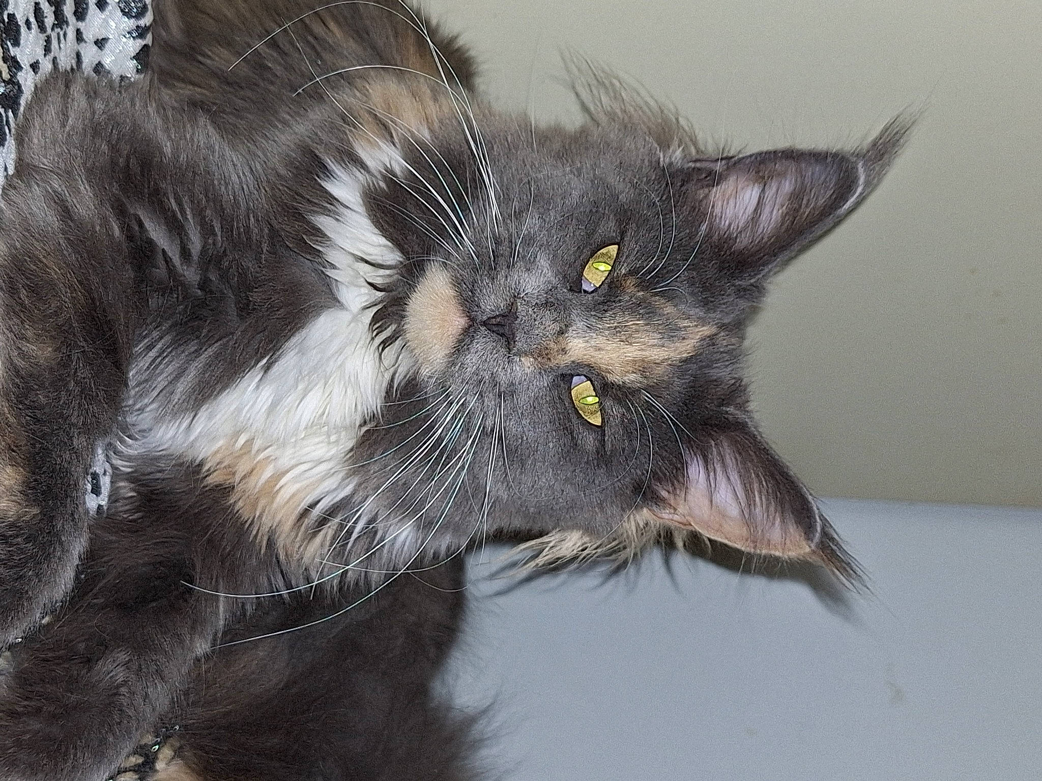 Kokie a rejoint le concours — aidez-le/la à gagner de superbes lots ! black_cat, bombay, carnivore, cat, claw, domestic_short_haired_cat, ear, eye, felidae, fur, hair, head, paw, small_to_medium_sized_cats, snout, tail, terrestrial_animal, whiskers